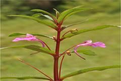 Impatiens fasciculata